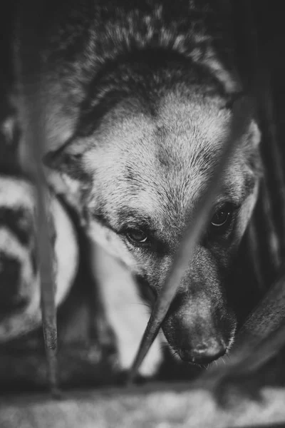 Ein großer trauriger Schäferhund in einer alten Voliere. — Stockfoto