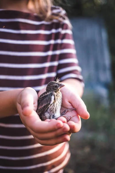 Το μικρό πουλί που έπεσε από τη φωλιά του στα χέρια ενός παιδιού — Φωτογραφία Αρχείου