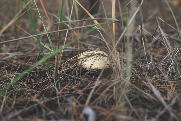 Гриб Суиллус в траве в сосновом лесу — стоковое фото