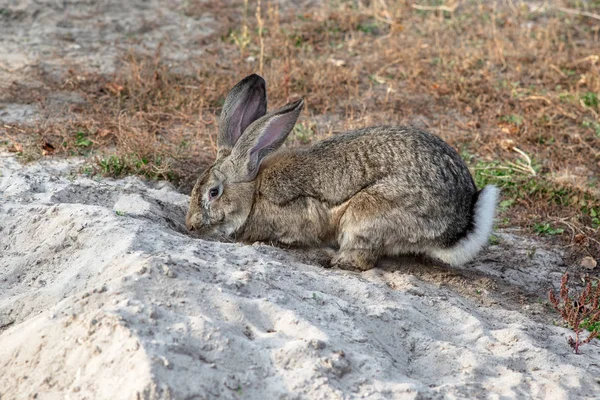 Portrait d'un grand beau lapin dans la cour — Photo