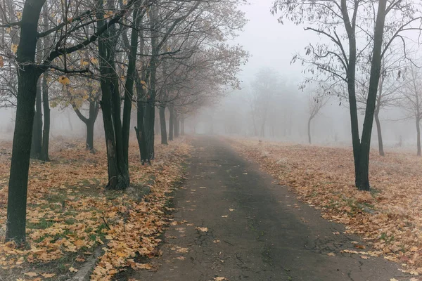 Gammal asfalterad väg i höstparken med träd i dimman — Stockfoto