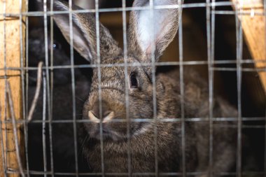 Damızlık tavşan. Tavşan ahşap bir kafes içinde bir çiftlikte. İçinde tavşanlar