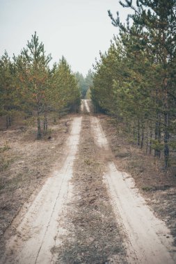 Sandy yol genç çam ormanı içinde