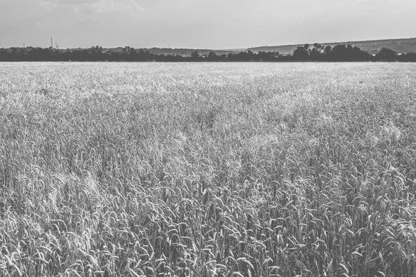 Pšenice na hřišti. Černobílé Foto. — Stock fotografie