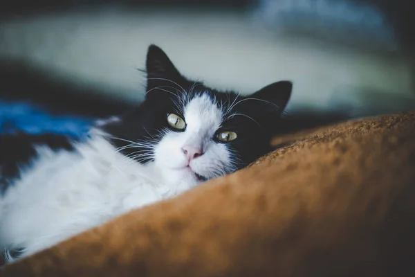 Schöne schwarz-weiße Katze liegt auf dem Kopfkissen — Stockfoto
