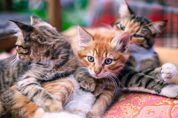 İki yavru kedi ve anneleri bir paket üzerinde — Stok fotoğraf