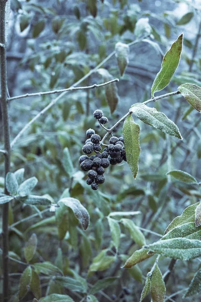 Ядовитые черные ягоды на кустах, покрытых инеем — стоковое фото