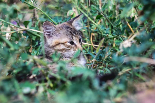 Graue Katze liegt im grünen Gras — Stockfoto