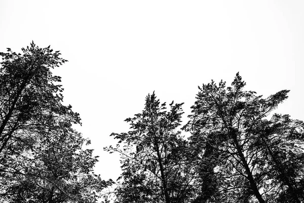 Monocromo foto del bosque de pinos en invierno —  Fotos de Stock