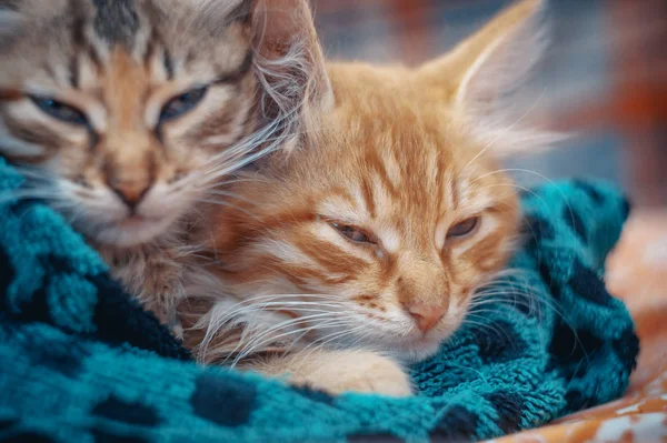 Two cute kittens in a towel — Stock Photo, Image