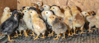 Çiftlikte bir Brooder küçük tavuk