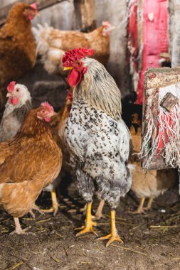 Çiftlikteki tavuklar. Tonlanmış, stil, renk fotoğrafı