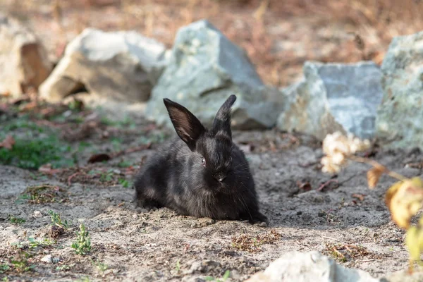 Roztomilý malý králík chůzi ve dvoře — Stock fotografie