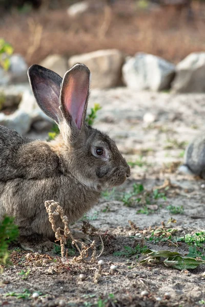 Retrato de un gran conejo hermoso en el patio — Foto de Stock