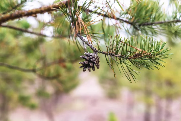 Cône de pin sur une branche — Photo