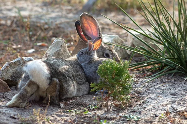 Big rabbit dad and little rabbit in the yard