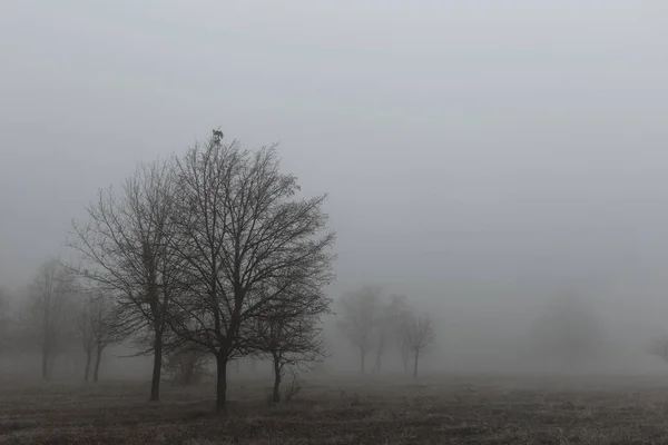 Höst landskap med träd i tjock dimma och frost på grenen — Stockfoto