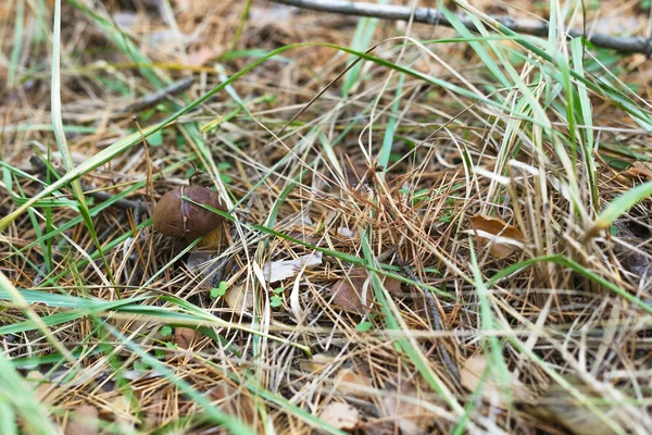 Красивый съедобный гриб в сосновом лесу — стоковое фото