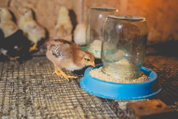 Pollitos en un establo de la granja — Foto de Stock