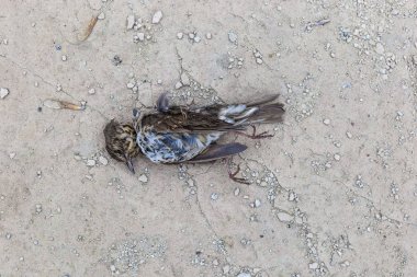 Beton zemin üzerinde ölü kuş