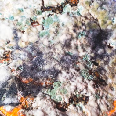 Kabak küf ve mantar ile kaplı. Des için doku arka plan