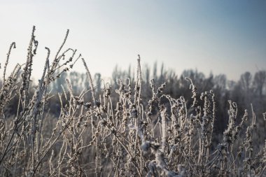Kuru otlarla kaplı güzel bir manzara.