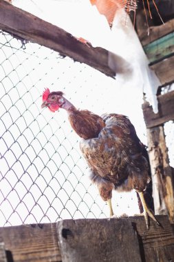 Çiftlikteki tavuklar. Tonlanmış, stil, renk fotoğrafı