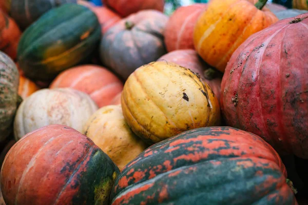 Montón de grandes calabazas sucias . — Foto de Stock