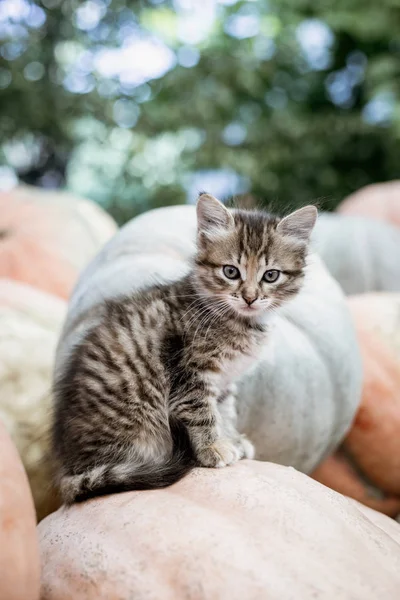 Aranyos szürke cica ül egy halom tök — Stock Fotó