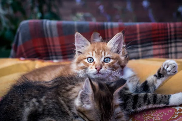 Two kittens and their mother on a blanket — Stock Photo, Image