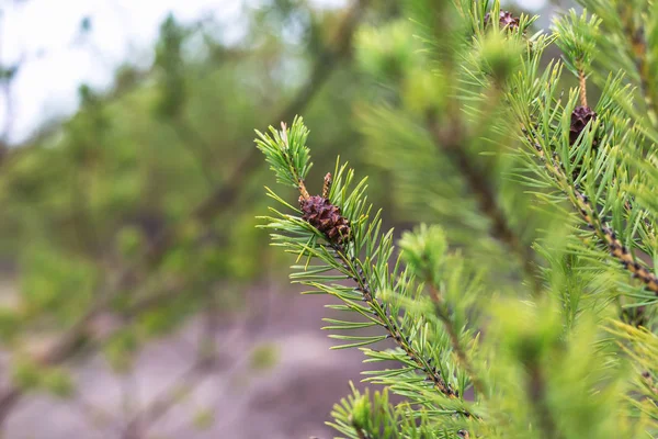 Cône de pin sur une branche — Photo