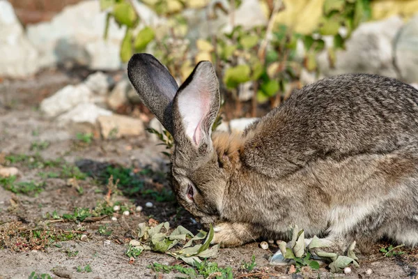 Retrato de um coelho grande e bonito no quintal — Fotografia de Stock