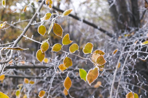 Hojas cubiertas de escarcha en una rama en una mañana nublada de otoño —  Fotos de Stock
