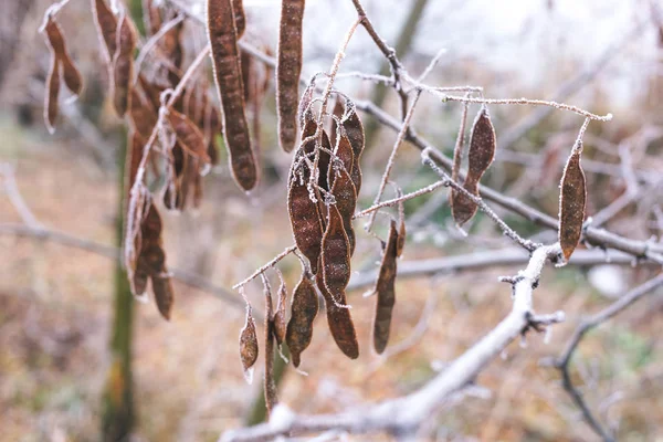 Семена акации, покрытые инеем на ветке — стоковое фото