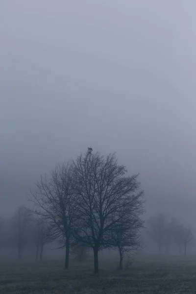 Höst landskap med träd i tjock dimma och frost på grenen — Stockfoto