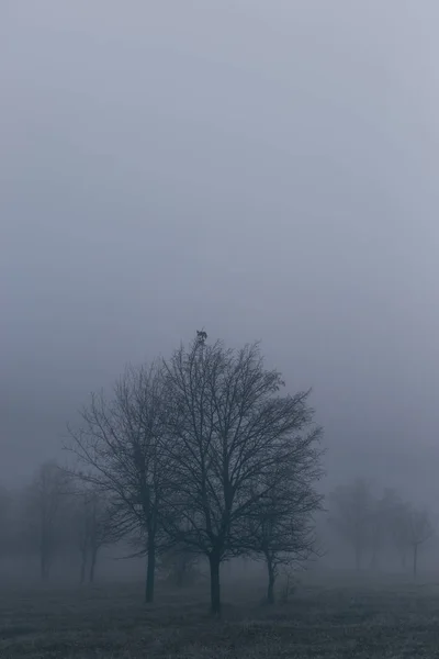 Paysage d'automne avec des arbres dans le brouillard épais et le gel sur la branche — Photo