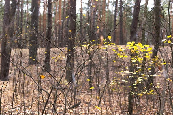 Осенний лес фон. Желтые листья на деревьях. — стоковое фото