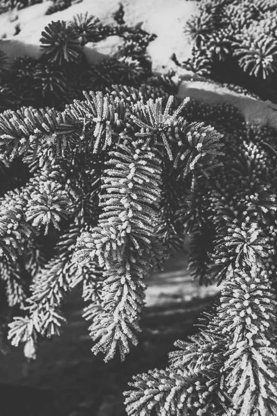 Krásná smrková větev pokrytá chraplavým mrazem — Stock fotografie