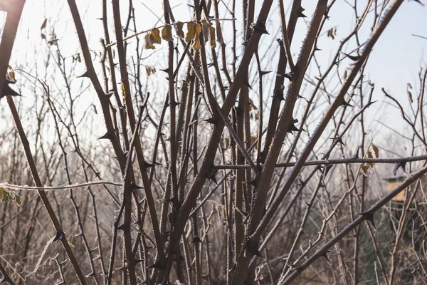 Akaziennadeln mit Raureif bedeckt. Natur im Winter. — Stockfoto