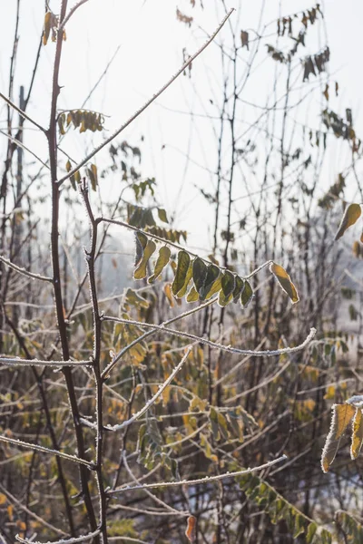저장용 서리로 덮여 있는 아카시아 잎 — 스톡 사진