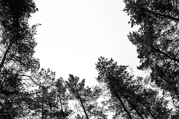 Černobílé fotografie z borového lesa v zimě — Stock fotografie