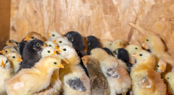 Pollitos en un establo de la granja — Foto de Stock