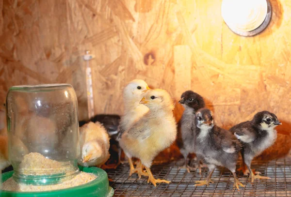 Çiftlikte bir Brooder küçük tavuk