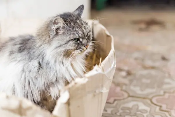 Lindo gato gris se sienta en una caja de cartón con heno . — Foto de Stock