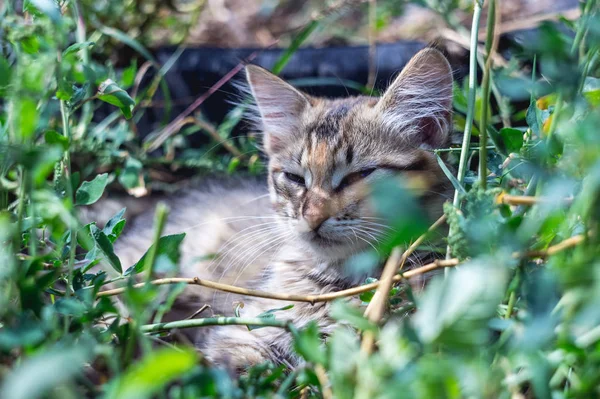 Szürke macska abban rejlik, hogy a zöld fű — Stock Fotó