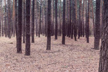 Sonbaharda çam ormanındaki ağaçlar