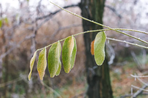 Folhas cobertas de geada em um ramo em uma manhã de outono enevoada — Fotografia de Stock