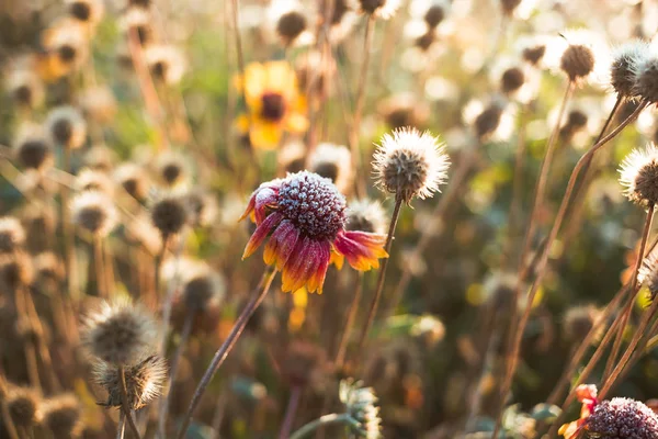 Beautiful dry flower covered with hoarfrost.