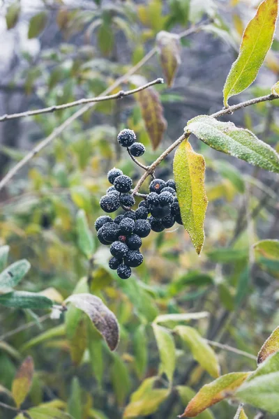 Bayas negras venenosas en el arbusto cubiertas de escarcha — Foto de Stock