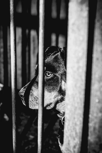 Little cute puppy Rottweiler w Ptasznik. Monochromatyczne stylowe pH — Zdjęcie stockowe